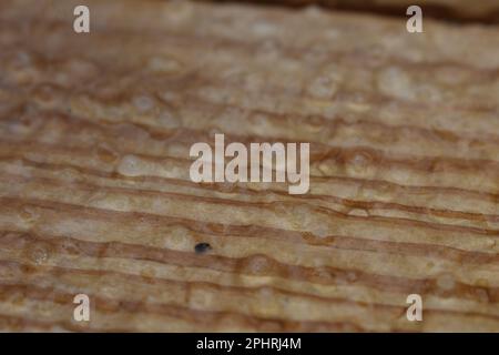 Pioggia e slittino su un ponte di legno. Missouri, Missouri, Stati Uniti, Stati Uniti, USA Foto Stock
