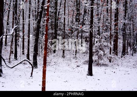 La neve copre il terreno ed è bloccata sugli alberi dopo una nevicata di metà inverno in Missouri, Missouri, Stati Uniti, Stati Uniti, Stati Uniti, USA. Foto Stock