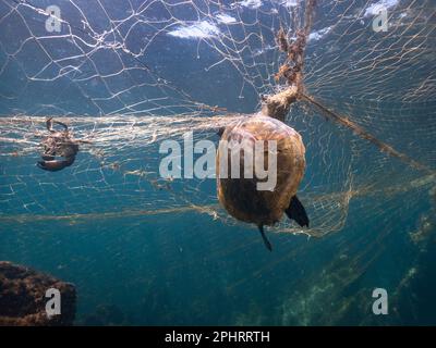 A Green Sea Turtle and a crab caught as bycatch by predadtory gill nets in SE Brazil Foto Stock