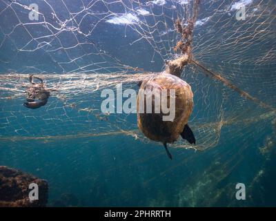 Una tartaruga del Mar Verde e un granchio catturati come catture accessorie da reti da imbrocco predadtory nel Brasile del Sud-Est Foto Stock