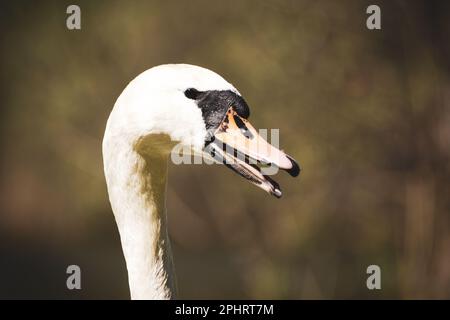 Primo piano di cigno muto contro sfondo sfocato Foto Stock