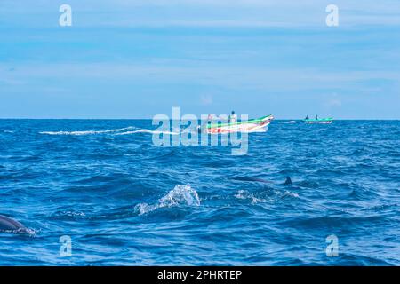 Delfini che saltano nelle onde al largo della costa dello Sri Lanka vicino a Kalpitiya. Foto Stock