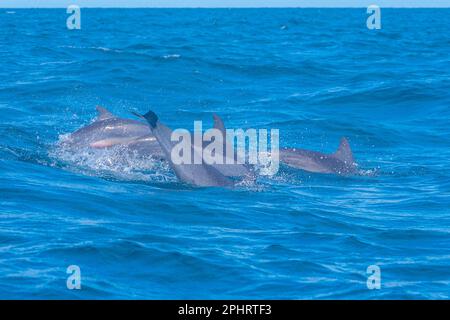 Delfini che saltano nelle onde al largo della costa dello Sri Lanka vicino a Kalpitiya. Foto Stock