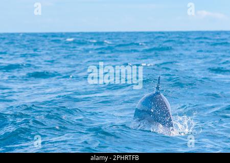 Delfini che saltano nelle onde al largo della costa dello Sri Lanka vicino a Kalpitiya. Foto Stock