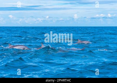 Delfini che saltano nelle onde al largo della costa dello Sri Lanka vicino a Kalpitiya. Foto Stock