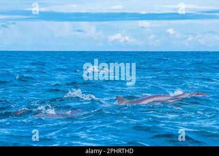 Delfini che saltano nelle onde al largo della costa dello Sri Lanka vicino a Kalpitiya. Foto Stock