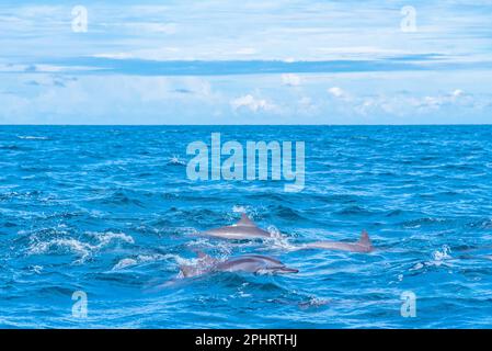 Delfini che saltano nelle onde al largo della costa dello Sri Lanka vicino a Kalpitiya. Foto Stock