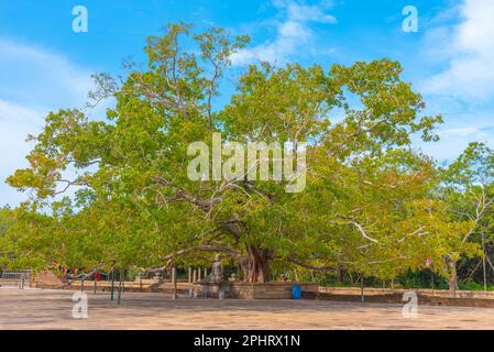 Statua di Buddha ad abhayagiri dagoba ad Anuradhapura in Sri Lanka. Foto Stock