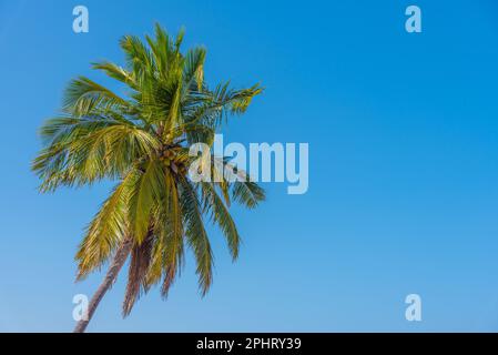 Palm su sfondo blu alla spiaggia di Nilaveli in Sri Lanka. Foto Stock