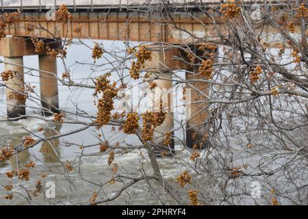 Bacche sconosciute che crescono vicino al Grand Bridge, Neosho River (aka Grand River), Fort Gibson, Oklahoma, OK, Stati Uniti, STATI UNITI, STATI UNITI> Foto Stock