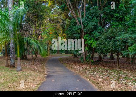 Vicolo delle palme al giardino botanico reale a Kandy, Sri Lanka. Foto Stock