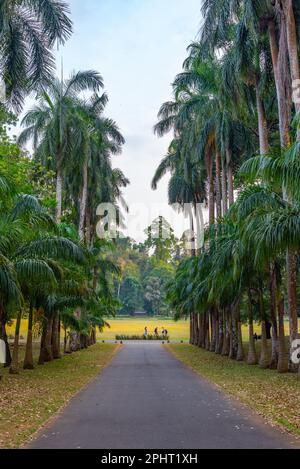 Vicolo delle palme al giardino botanico reale a Kandy, Sri Lanka. Foto Stock