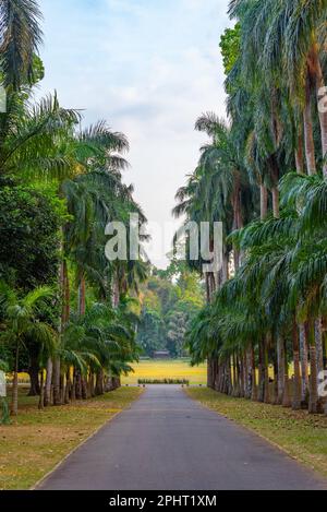 Vicolo delle palme al giardino botanico reale a Kandy, Sri Lanka. Foto Stock