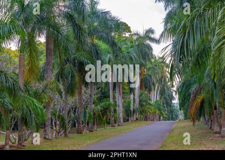 Vicolo delle palme al giardino botanico reale a Kandy, Sri Lanka. Foto Stock