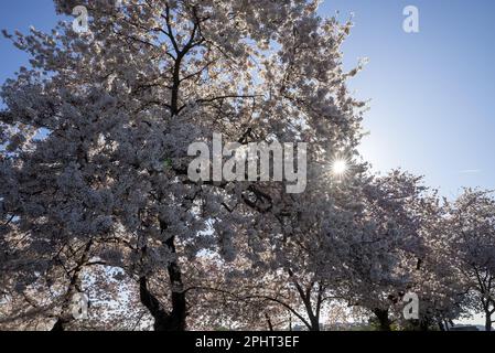 Washington, Stati Uniti. 29th Mar, 2023. Il sole splende attraverso la fioritura dei ciliegi in fiore vicino al bacino del Tidal a Washington, DC il mercoledì 29 marzo 2023. Foto di Ken Cedeno/UPI Credit: UPI/Alamy Live News Foto Stock