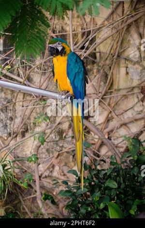 KIKU, un macaw blu e oro nel giardino di Casa Rocca piccola - la Valletta, Malta Foto Stock