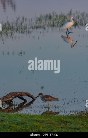 Great Stone-curlew al parco nazionale di Bundala in Sri Lanka. Foto Stock