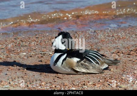 Merganser con cappuccio, culatus di Lofodytes, maschio che dorme sulla riva Foto Stock