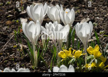 Dutch Crocus, Plant, inizio primavera, croci, Winter Aconite, Crocus Jeanne d'Arc, First Bee-Friendly, fiori primaverili del giardino delle piante Foto Stock