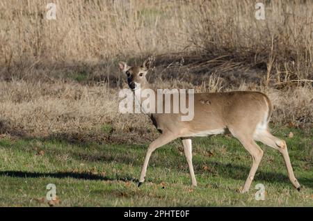 White-Tailed Deer, Odocoileus virginianus, doe Foto Stock