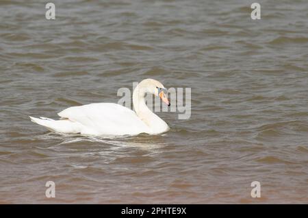 Cigno, Cygnus olor Foto Stock