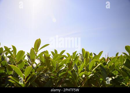 Vista in primo piano dell'arbusto di alloro della baia contro il cielo blu Foto Stock