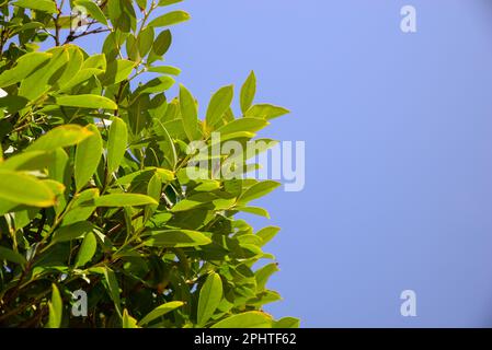 Vista in primo piano dell'arbusto di alloro della baia contro il cielo blu Foto Stock