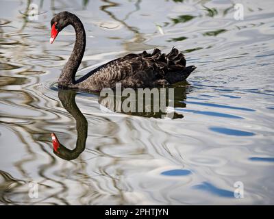 Ballarat Australia / Un maestoso cigno nero pagaie nel lago di Ballarat Wendouree. Foto Stock