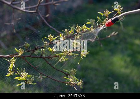 Spruzzatura primaverile di alberi da frutto sulle gemme per la prevenzione di malattie e parassiti. Foto Stock