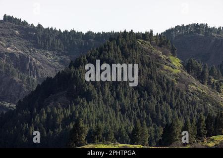 Fitta foresta di conifere che cresce sulla collina di montagna . Paesaggio spettacolare con boschi sempreverdi Foto Stock