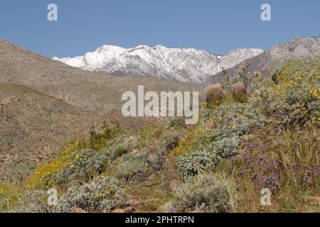 Vista sul Monte San Jacinto dall'Indian Canyon, Palm Springs, California. Alti livelli di snow pack in cima a una fioritura primaverile a contrasto nel canyon. Foto Stock