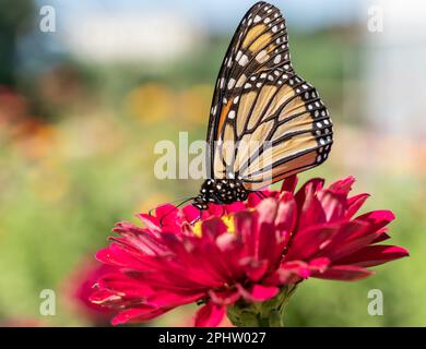 Primo piano della farfalla monarca (Danaus plexippus ) sorseggiando nettare della zinnia rossa Foto Stock