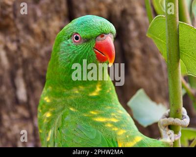 Incantevole Lorikeet dal sapore scagliato e di bellezza radiosa. Foto Stock