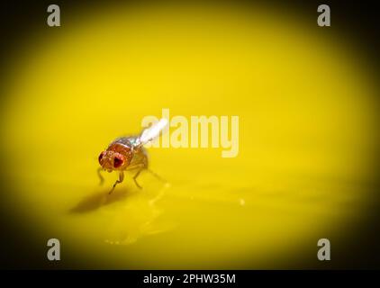 Macro di una sola mosca di frutta catturata su una trappola di carta appiccicosa Foto Stock