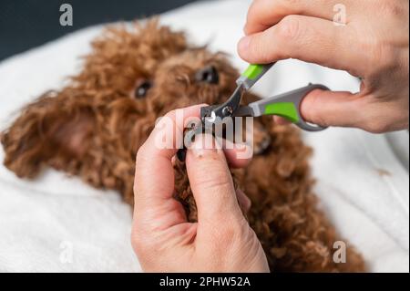 Donna che taglia le unghie al mini giocattolo marrone poodle. Foto Stock