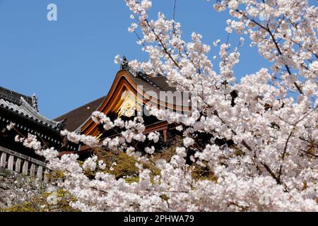 I fiori di ciliegio in piena fioritura sono visti al tempio Kiyomizu il 29 marzo 2023, a Kyoto, Giappone. La stagione della fioritura dei ciliegi è iniziata ufficialmente il 24 marzo a Kyoto, sei giorni grazie al solito. Credit: Rodrigo Reyes Marin/AFLO/Alamy Live News Foto Stock
