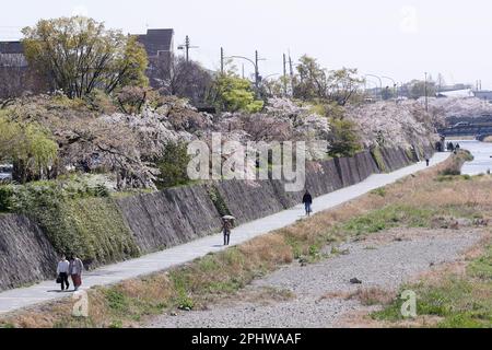 I fiori di ciliegio in piena fioritura sono visti al fiume Kamo il 29 marzo 2023, a Kyoto, Giappone. La stagione della fioritura dei ciliegi è iniziata ufficialmente il 24 marzo a Kyoto, sei giorni grazie al solito. Credit: Rodrigo Reyes Marin/AFLO/Alamy Live News Foto Stock
