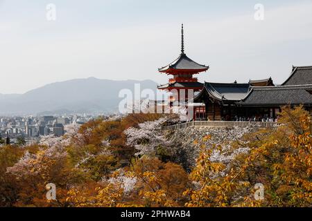 I fiori di ciliegio in piena fioritura sono visti al tempio Kiyomizu il 29 marzo 2023, a Kyoto, Giappone. La stagione della fioritura dei ciliegi è iniziata ufficialmente il 24 marzo a Kyoto, sei giorni grazie al solito. Credit: Rodrigo Reyes Marin/AFLO/Alamy Live News Foto Stock