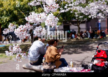 I fiori di ciliegio in piena fioritura sono visti a Kyoto il 29 marzo 2023, Giappone. La stagione della fioritura dei ciliegi è iniziata ufficialmente il 24 marzo a Kyoto, sei giorni grazie al solito. Credit: Rodrigo Reyes Marin/AFLO/Alamy Live News Foto Stock