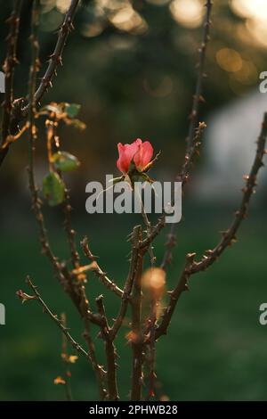 Singola rosa può essere il mio giardino Foto Stock