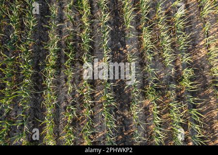 Molte file di colture biologiche d'aglio che crescono in terra bruna ricca al tramonto, muovendosi dolcemente con la brezza primaverile, arricchiscono l'aria con una fragranza profonda. Foto Stock