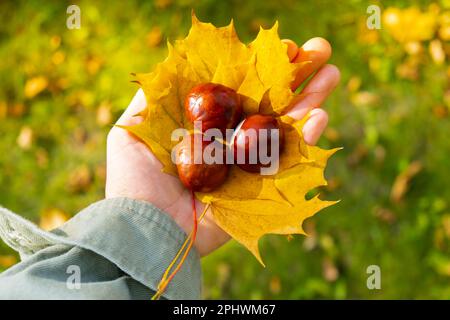 Donna in possesso autunno acero autunnale foglia gialla e castagne accanto alla natura autunnale. Unisci con la natura cottagecore consapevolezza e relax, essere consapevoli, benessere, salute mentale. Ragazza raccoglie bouquet di foglie autunnali nel parco soleggiato. Foto Stock