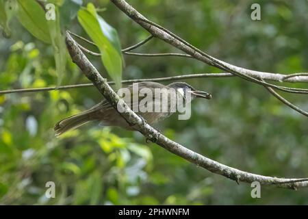 Lewin's Honeyeater (Meliphaga lewinii) con cibo in becco, Atherton Tablelands, far North Queensland, FNQ, QLD, Australia Foto Stock