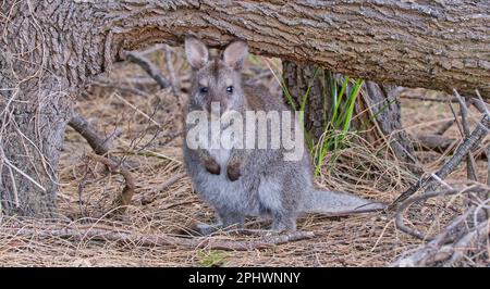 Giovane o immaturo a collo rosso o wallaby di Bennett sotto albero caduto con aghi di Casuarina essiccati a Capo Fluted, Isola di Bruny, Tasmania, Australia Foto Stock