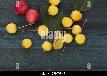 Mela di granchio europeo gialla o mela selvatica (Malus sylvestris) e mela di granchio siberiana rossa (Malus baccata su sfondo vintage di legno blu, vista dall'alto con wit Foto Stock