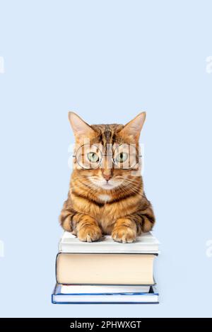 Gatto bengala con un mucchio di libri su uno sfondo colorato. Spazio di copia. Foto Stock