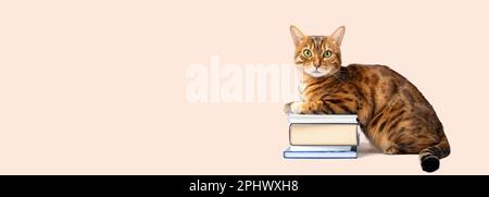 Gatto bengala con un mucchio di libri su uno sfondo colorato. Spazio di copia. Foto Stock