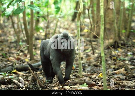 Un individuo maschio alfa di macaco nero-crestato Sulawesi (Macaca nigra), popolare conosciuto tra i ricercatori con il soprannome 'Rambo', si sta muovendo quadrupedalmente nella Riserva Naturale di Tangkoko, Sulawesi del Nord, Indonesia. Attraverso il progetto Macaca Nigra e altri, nel corso di diversi decenni, le squadre di ricerca sono giunse alla Riserva di Tangkoko, un habitat relativamente sicuro, per studiare questa specie, secondo un sommario del marzo 2023 della raccolta di documenti di ricerca scientifica che è curata da un team di scienziati primati guidati da Jatna Sutriatna (Accessibile su Springer). Foto Stock