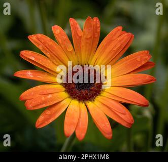 Gerbera Garvinea Dolce Tramonto in fiore con gocce di pioggia. Foto Stock