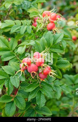 Rosa Hansa, rosa rugosa Hansa, rosa succhiante, fianchi scarlatto Foto Stock